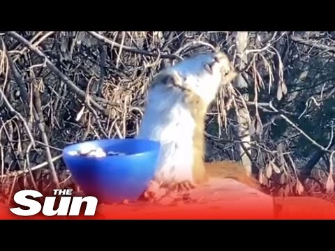 Squirrel gets DRUNK eating fermented pears