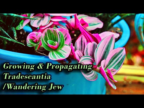Growing Tradescantia / Wandering Jew Care &amp; Propagation