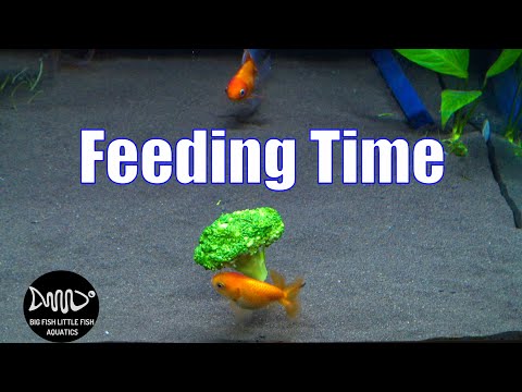 Feeding Broccoli to Goldfish