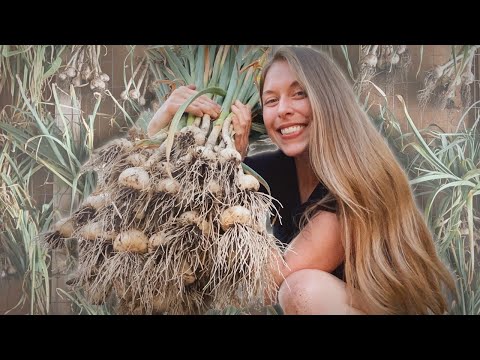 How To Plant, Harvest &amp; Cure Hardneck Garlic 🧄