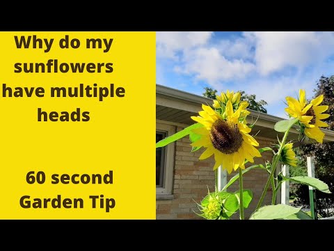 Why do my sunflowers have multiple heads? 60 second garden tip