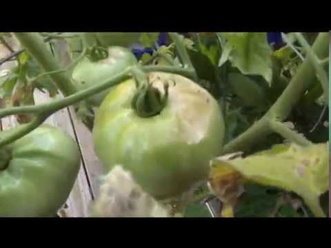 ⟹ Sun Scald on TOMATOES!!! what to look for #TOMATO