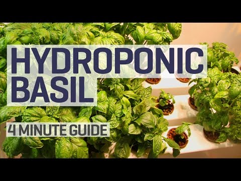 NFT Hydroponics Basil Perpetual Grow Guide