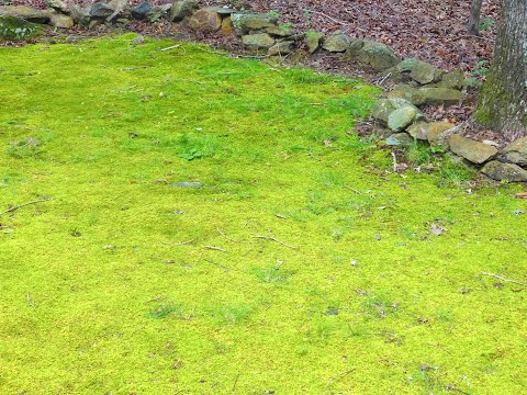 Moss Lawn using Milk and a Billy Goat