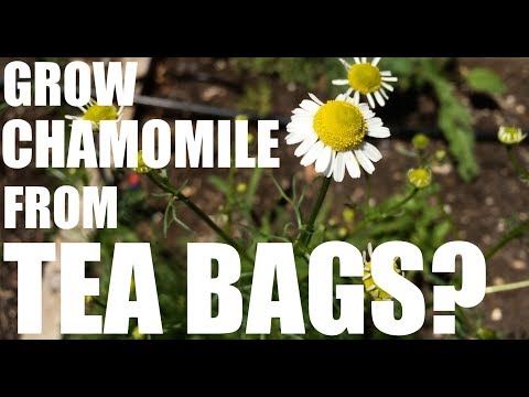 Can You Grow Chamomile from Tea Bags?