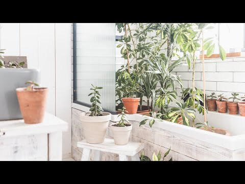 SHOWERING OUR HOUSEPLANTS | How we clean &amp; take care of our houseplants in our tiny home