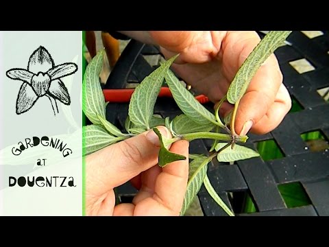 How To Propagate Salvia - taking sage cuttings in autumn