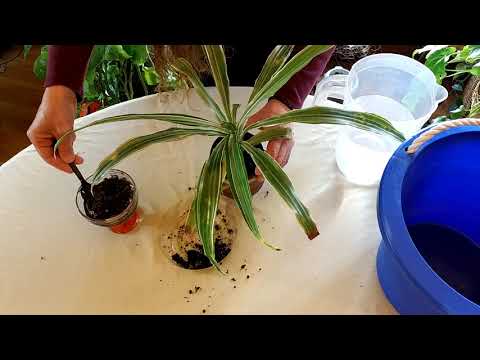 How to Get Rid of Salt in Houseplant Soil (Part 1)