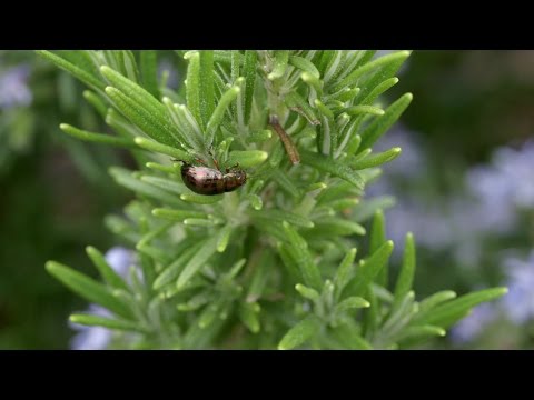 How to control Rosemary Beetle | Grow at Home | Royal Horticultural Society