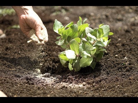 How To: Properly Apply Organic Fertilizer | Organic Fertilization 101