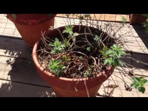 How to rejuvenate a dying neglected Oregano Plant