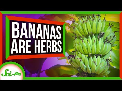 The Biggest Herb on Earth is... a Banana?!