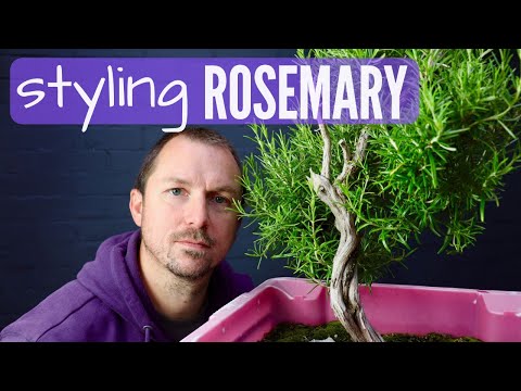 Rosemary Bonsai Material: Pruning &amp; First Styling a Collected Rosemary (Part 1)