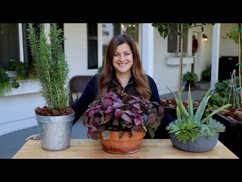 How to Bring Your Plants Inside to Overwinter! 🌿// Garden Answer