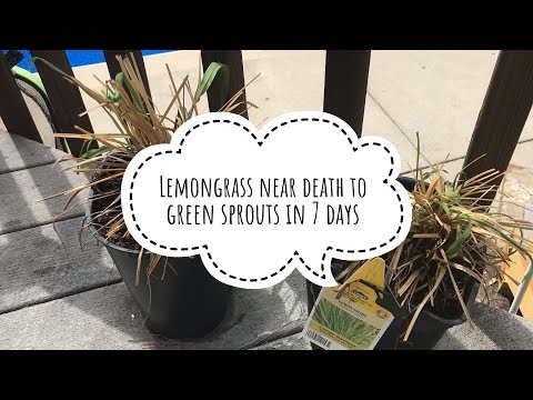 Lemongrass Near Death to Green Sprouts in 7 Days