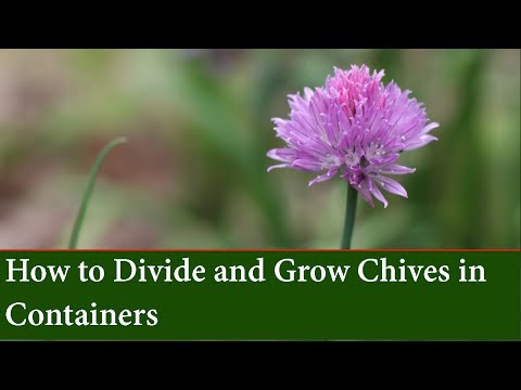 How to Propagate Chives by division and Grow Chives in Containers