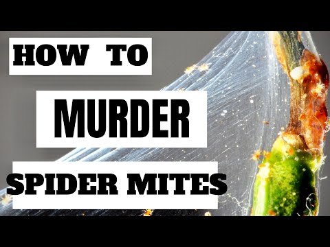 How To Kill Spider Mites On Houseplants