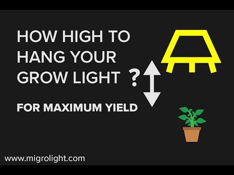 How Far Should Grow Lights Be From Plants? Learn How high To Hang A Grow Light