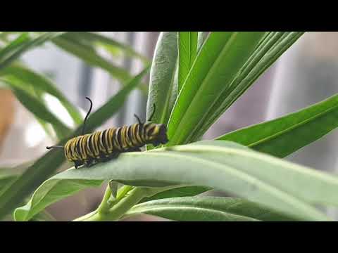 Caterpillar Poop