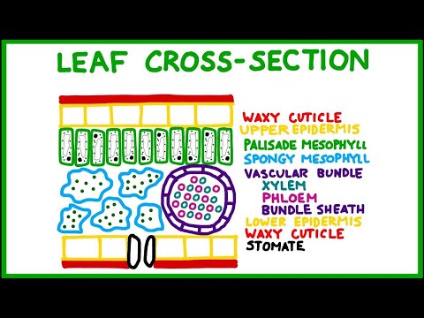 Leaf Cross-Section (Old version!)