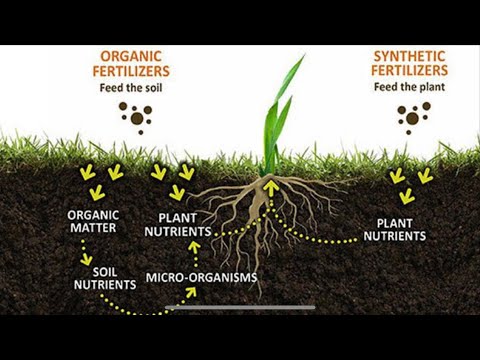 FULL VIDEO l Inorganic VS Organic Fertilizer Explained l Rosas Organic Urban Farming