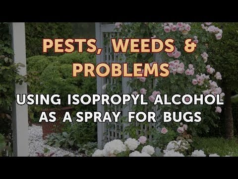 Using Isopropyl Alcohol As a Spray for Bugs