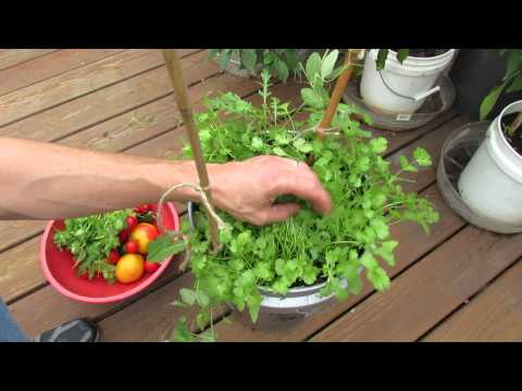 Harvesting &amp; Growing Cilantro in 5 Gallon Containers: My 1st Vegetable Garden - MFG 2013