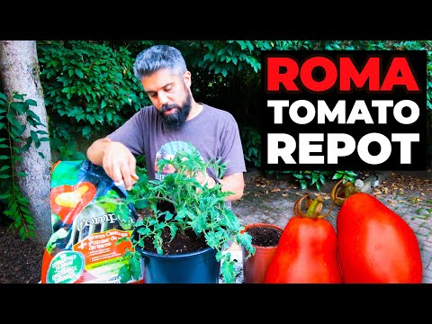 Transplanting a ROMA Tomato 🍅 ~ How to #Repot Container #Tomatoes