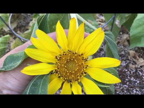 Sunflower with Multiple Heads?