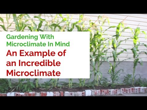 Gardening With Microclimate In Mind - An Example of an Incredible Microclimate