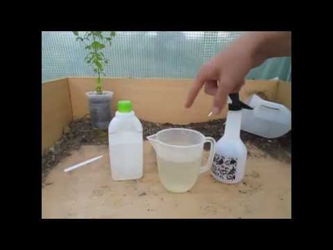 How to Make a simple Organic Insecticide Spray (Aphids, Blackfly, Whitefly etc)