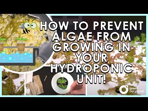 How to Prevent Algae from Growing in your Hydroponic Unit