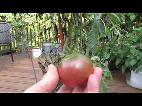 Great Container Tomatoes: The &#039;Black Krim&#039; Heirloom - The Rusted Garden 2013