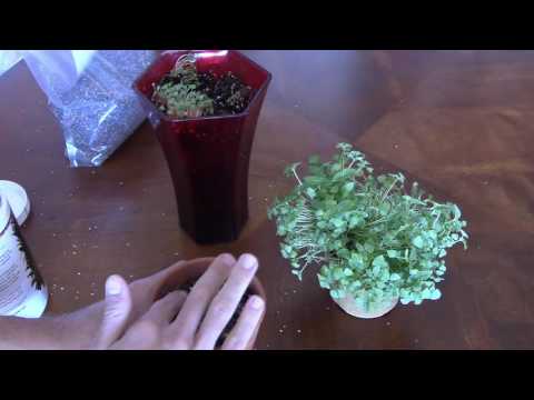 How To Grow Chia Sprouts From Chia Seeds (in 3 steps)