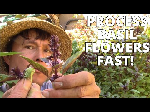 Best Way to Eat &amp; Preserve Basil Flowers When You Deadhead
