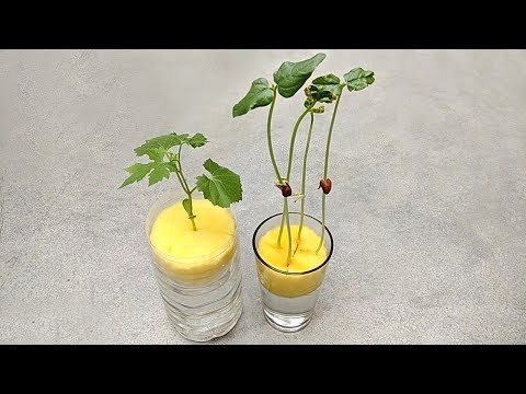 Grow plants in water | Grow plants without soil