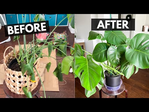 How to Repot a MONSTERA PLANT | I saved my Monstera Plant!