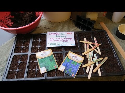 Seed Starting and Germinating Lavender &amp; Rosemary: Start Really Early! - TRG 2015