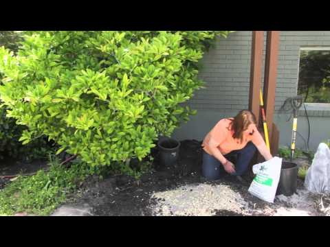 How to Garden With Sawdust in the Soil : Grow Guru