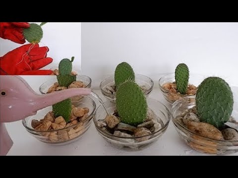 How to Propagate Cactus Leaf Cuttings in Water with Glass Bowl (Opuntia Leucotricha Propagation)