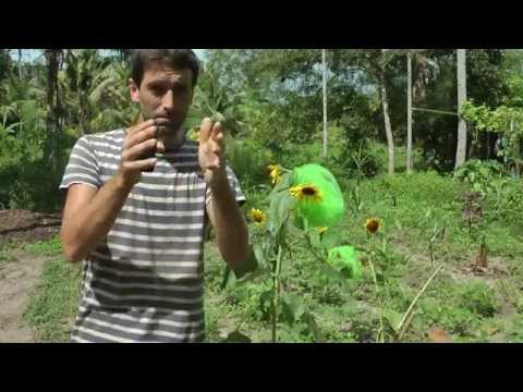 How to Hand Pollinate and Save Seeds from Sunflowers! WWN Vlog