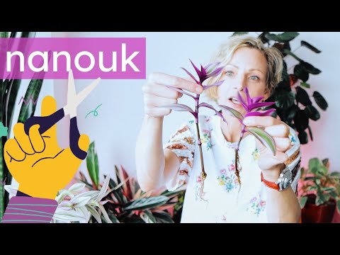 Tradescantia Nanouk Propagation And Pruning | Green Moments w/Juliette Ep #23