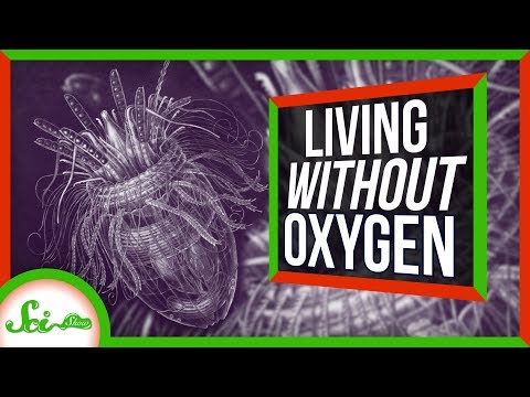 These Animals Don’t Need Oxygen?!