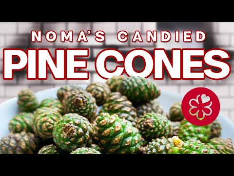 Noma Style Candied Baby Pine Cones - Three Michelin Star Recipe