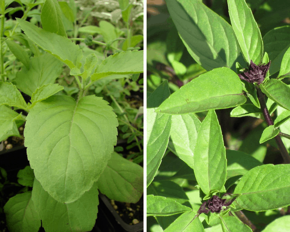 Major Differences Between Thai and Holy Basil – Your Indoor Herbs