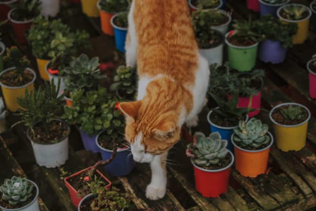 3 Step Strategy For A Proof Cat-Safe Indoor Garden - Your ...
