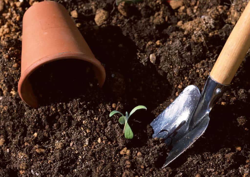 are-soil-improver-and-compost-the-same-all-the-differences-your