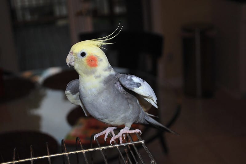 3 Herbs (and 15 Houseplants) Not Safe For Your Cockatiel Your Indoor