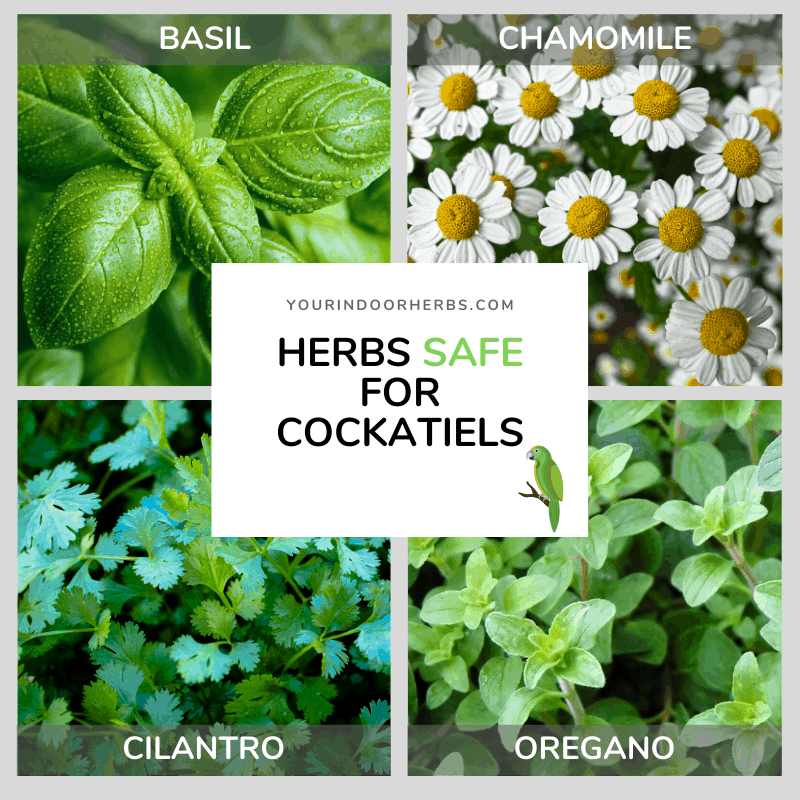 3 Herbs (and 15 Houseplants) Not Safe For Your Cockatiel Your Indoor