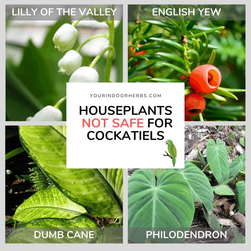 3 Herbs (and 15 Houseplants) Not Safe For Your Cockatiel Your Indoor